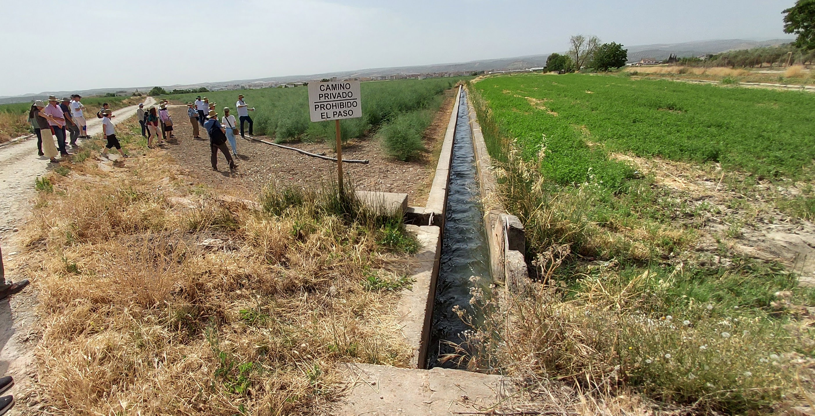 Spanish asparagus production.